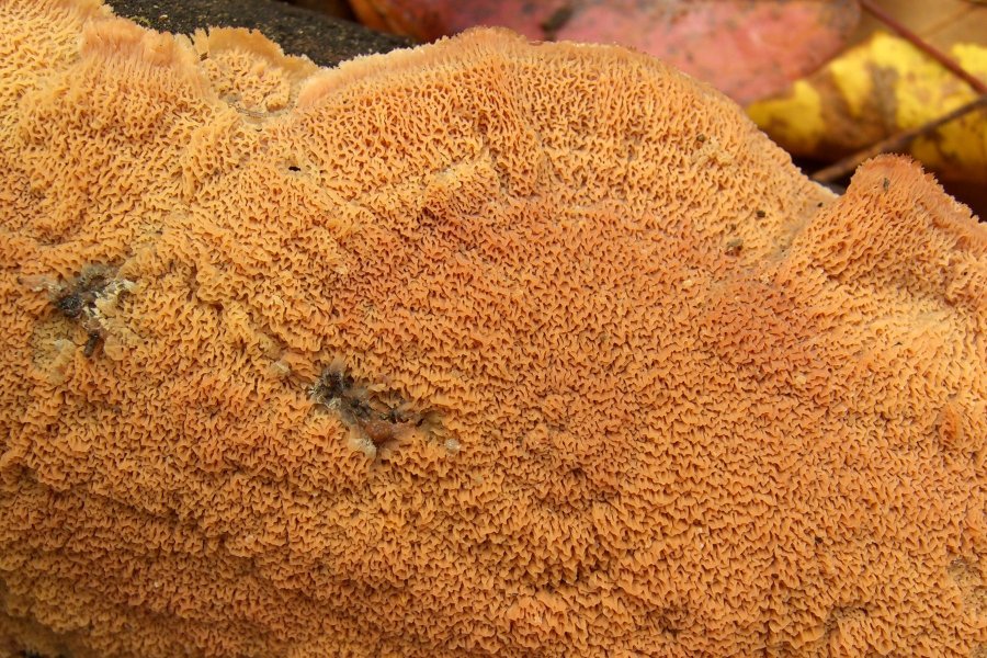 Qu’est-ce que le diagnostic&nbsp;Mérule?